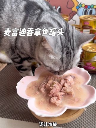 天热不爱喝水的小猫咪,安排麦富迪深海吞拿鱼罐头,一口汤一口肉。现在活动划算,给猫咪安排上#吃货猫 #麦富迪吞拿鱼罐头 #猫咪罐头