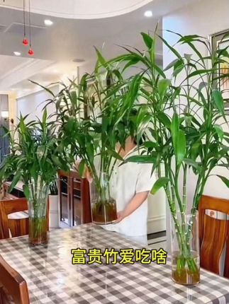 富贵竹只浇水可不行 这款富贵竹营养液就可以满 足它的生长,营养充足才会叶片油亮,还可以开 花#富贵竹 #怎么养好富贵竹 #花卉绿植 #养护 小知识#富贵竹专用营养液