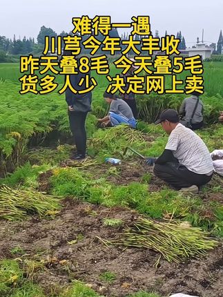 #农产品 #川芎 #川芎片 #新农人计划 #三农流量扶持计划