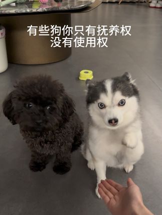 有些狗你只有抚养权,没有使用权.. #萌宠出道计划 #萌宠成精了 #萌宠日常记录 #可爱到犯规