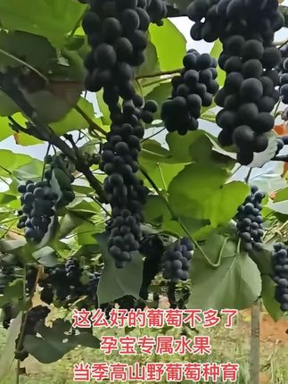野生刺葡萄,新鲜好吃的营养葡萄#葡萄#新鲜采摘 #优质农产品 #刺葡萄 #野葡萄