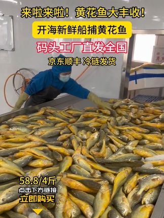 新鲜海捕黄花鱼上岸了 58.8元到手4斤 厂家货源福利来了