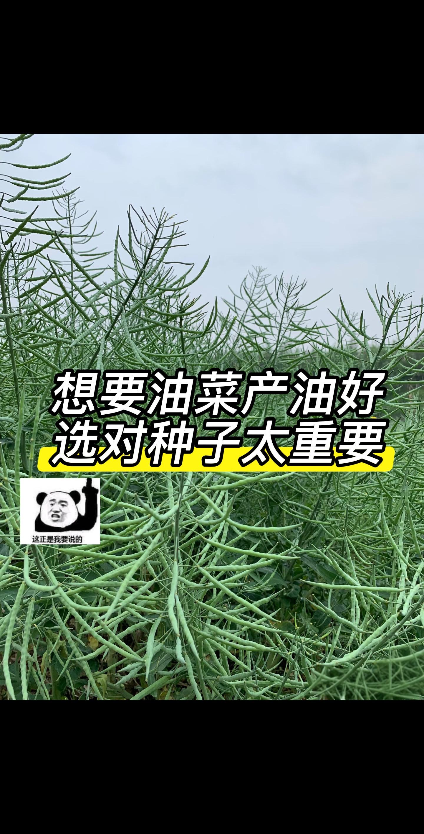 种油菜选长虹油99!原装正品杂交黑油菜籽,矮杆抗倒伏,早熟又高产。新品种适应性强,出油率高,农户种植省心省力。一粒好种,丰收在望,想要油菜高产稳产,就选长虹油99!#油菜 #油菜籽 #油菜种植 #高产油菜种子 #三农