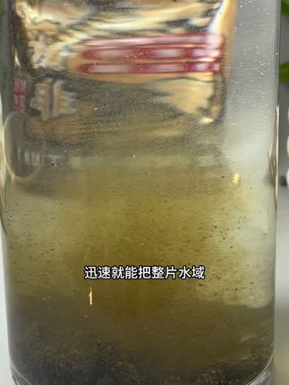 黄辣丁想要钓大钓得多,就要打好窝。这款黄辣丁打窝颗粒采用多种黄辣丁爱吃的,鸡肝猪血鱿鱼墨鱼粉制作而成,腥味非常浓郁。对黄辣丁,鲶鱼,罗非有很好的效果!#饵料窝料 #黄辣丁 #野钓黄辣丁 #黄辣丁窝料