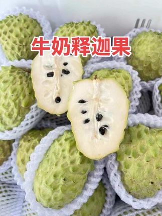 牛奶释迦果软糯香甜、果肉细腻、嫩滑、香甜多汁、营养丰富 ,别具滋味的口感醉人心弦,千万不要错过!#释迦果 #新鲜应季水果 #吃货 #好吃到停不下来