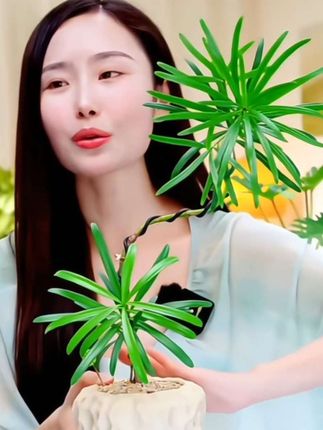 俗话说家有罗汉松,富贵又轻松。罗汉松盆栽/一方青绿,千年雅意#意境造型罗汉松#花卉绿植#精致盆景