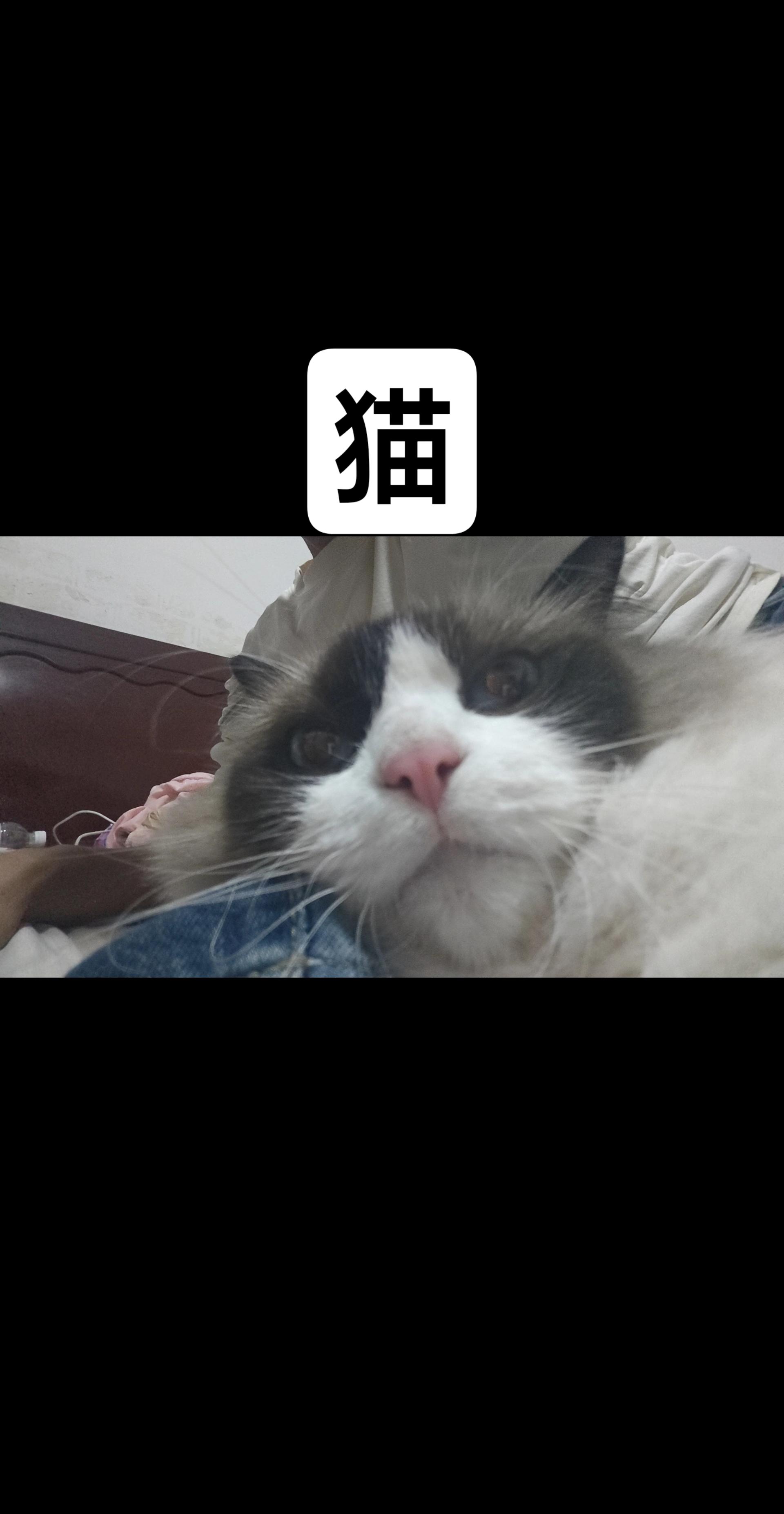 猫。#我的猫咪 #呆萌可爱 #家有萌宠