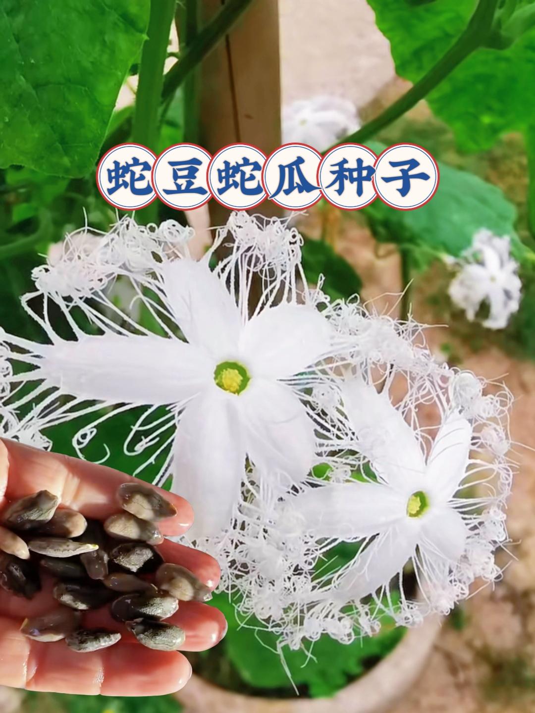 这可不是普通的瓜,房前屋后,犄角旮旯随便种下一颗种子,很快就能遇墙爬墙,遇架上架,结的又多又长。他就是蛇瓜,也叫蛇豆。因形状弯曲如蛇而得名,成熟以后有的能长到两米以上。有趣的是,你想吃多少掐多少。因为它能分泌凝胶,掐完之后自动愈合,一边吃一边长。家庭种植不要种多了,种多了吃不完。清炒炒肉鲜嫩爽口,营养丰富。小院、菜地、墙角、树下都能种,现在正是种植的季节,你也种几颗吧!#蛇豆蛇瓜种子#蛇瓜#蔬菜种子#优质农产品#三农