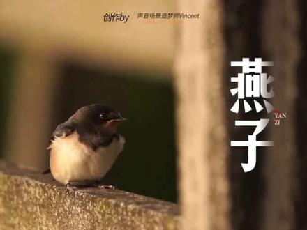 三年级下册《燕子》背景视频|郑振铎作品
🌈《燕子》是郑振铎先生的散文名篇,被收录在三年级下册语文教材中。这篇散文通过细腻的笔触,描绘了燕子为春天带来的生机与美感,是朗诵视频制作的绝佳素材。
✍🏻️课文解析与情感基调
《燕子》生动描绘了小燕子的外形特征:一身乌黑光亮的羽毛,一对俊俏轻快的翅膀,加上剪刀似的尾巴,凑成了活泼机灵的小燕子形象。文章更通过燕子飞行与休憩的画面,如"在阳光中斜飞于旷亮无比的天空"、"飞倦停在电线上如音符"等场景,展现了春天的生机与活力。全文洋溢着对自然的热爱与赞美,朗诵时应把握清新明快、充满赞叹的情感基调。
#三年级下册语文 #燕子 #教师备课 #教师课件 #声音场景造梦师Vincent