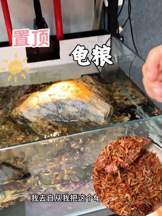 龟龟都爱吃的营养又健康的好饲料##溪流虾干 #养龟日常 #观赏鱼