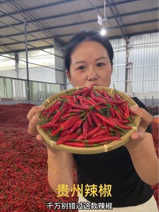 贵州满天星干辣椒,2025年新货干辣椒。喜欢吃特香特辣型辣椒的朋友别错过。#贵州辣椒#工厂直发 #火锅专用 #麻辣香锅 #蘸水