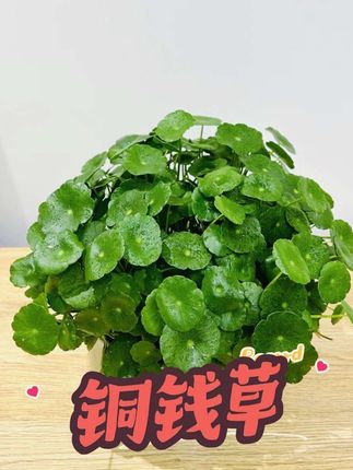 水培铜钱草盆栽盆景室内客厅办公室前台桌面绿色观叶好养花卉绿植#铜钱草 #绿植盆栽 #好养的绿植 #室内绿植 #花卉绿植
