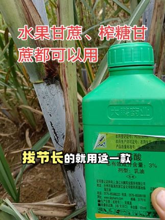 甘蔗拉长助剂 #甘蔗 #三农 #农业种植 #农技推广