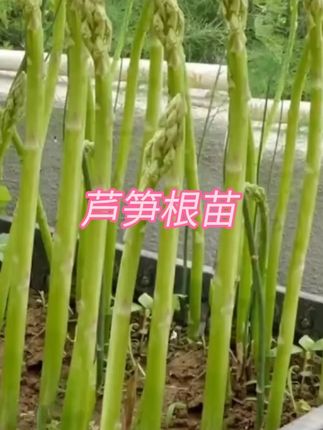 小马芦笋苗根紫色芦笋根苗四季种植蔬菜种苗阳台盆栽地栽多年生#芦笋根苗