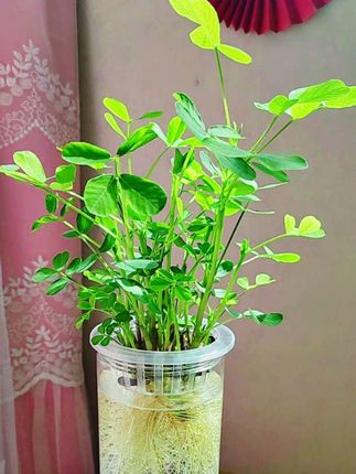 宝宝们!全透明360°水培器皿定植篮来喽!看得见的生长,摔不碎的安心!告别玻璃、陶瓷的易碎烦恼,日常移动、清洗时不怕磕碰,新手也能放心用。关键的是,通体全透明设计搭配360°无遮挡视角,根系的舒展、新须的冒出、水质的变化都清晰可见,既能实时掌握植物生长动态,又能欣赏水下“白须森林”的独特美感,不管是水培花生、豆类、绿萝、多肉还是蔬菜,都成了家里一道灵动的风景线#水培器皿定植篮#diy水培器皿#种子发芽实验水培瓶#种植瓶 #如何水培花生