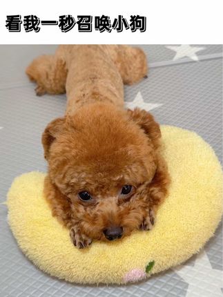 米奇是只小泰迪