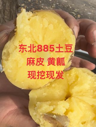 东北885品种 东北885品种土豆 嘎嘎面糊 现挖现发