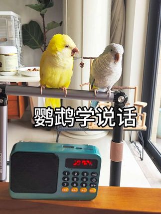 鹦鹉用录音机学说话 #鹦鹉学习机