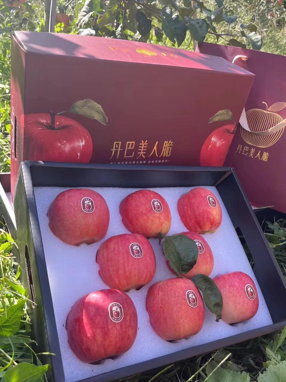 丹巴美人脆苹果成熟了