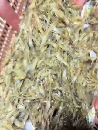黑爆来了黑蚯蚓羊油颗粒窝料,只要往地笼里丢上一两包水里的草虾龙虾泥鳅黄鳝小杂鱼都无法抗拒这个味道疯狂的往笼子里钻#地笼 #地笼饵料 #虾笼饵料 #黑爆来了 #羊油颗粒