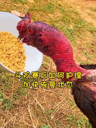 #斗鸡 #斗鸡养殖 #斗鸡文化 #斗鸡爱好者 #高质量斗鸡