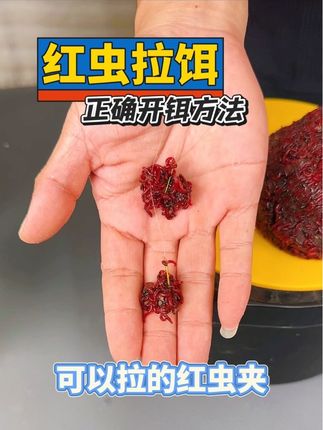 红虫拉饵,如何开出好状态,可以拉的红虫夹 #红虫钓鱼 #红虫伴侣 #黑坑 #红虫开饵#红虫拉饵