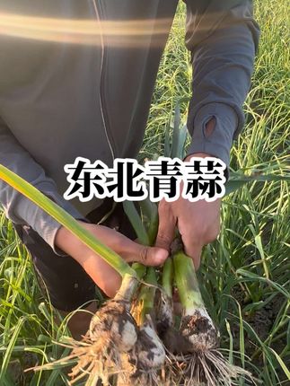 黑龙江小嫩蒜快来吧#蒜#农业种植