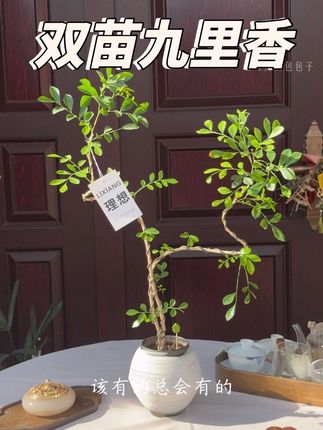 大堂客厅摆放这款高端上档次的好事成双造型九里香盆栽特别有美感,这是一款双苗老桩九里香盆景,它的造型柔美,摆放在室内禅意空间任何地方都尽显高级感,意境十足。一整套带盆发出,收到就是成品了,摆放在室内明亮散光环境或者阳台就可以养护,一周浇水2-3次左右就可以养好了,喜欢的你也来入手一盆吧。#九里香 #九里香盆景 #好看的花一定要分享给你 #客厅植物推荐 #七里香