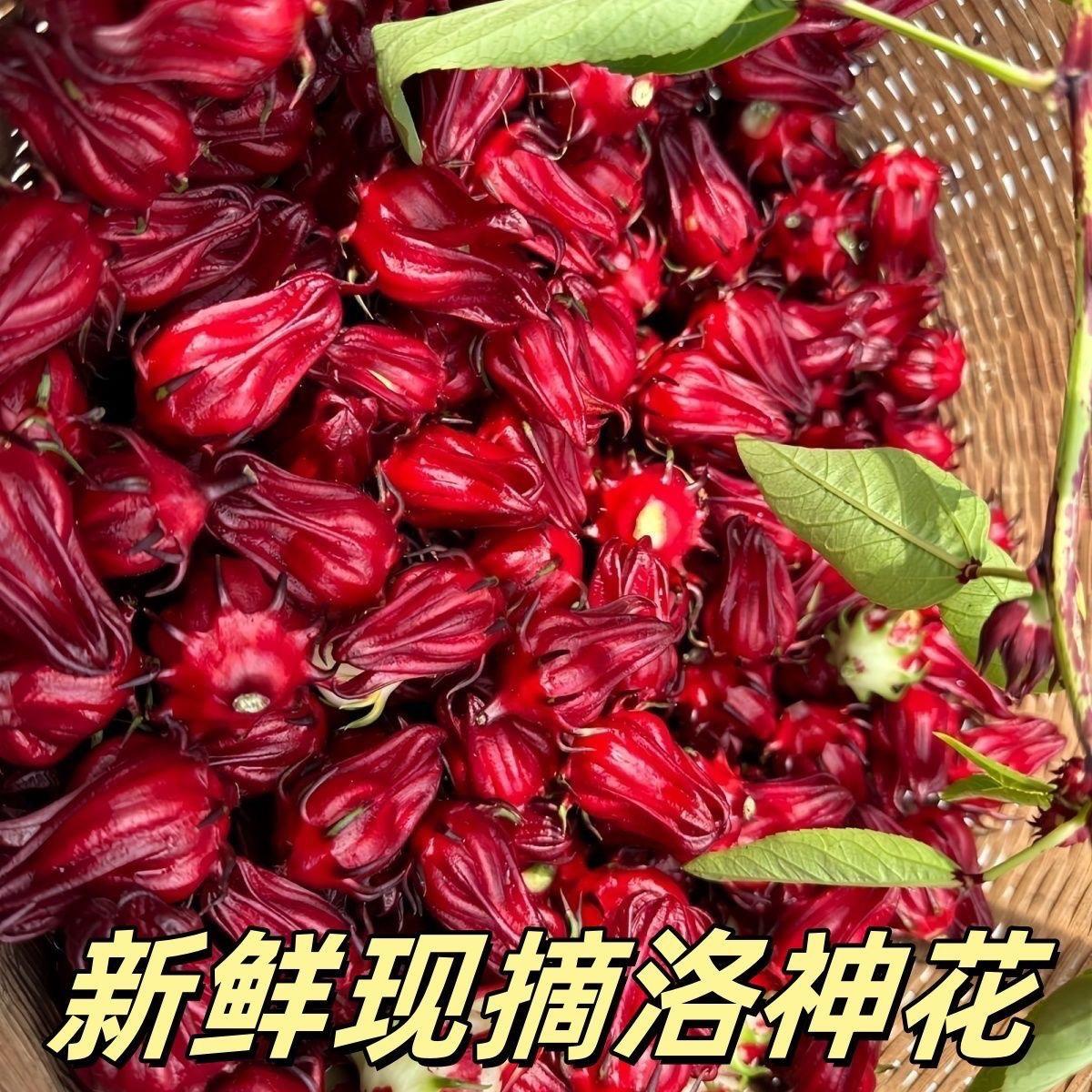 又到红桃K可以泡酒的季节啦。花期时间很短,想要泡酒的抓紧时间拍啦#洛神花 #红桃K #红桃k泡酒 #新鲜现摘 #绿色农产品推荐
