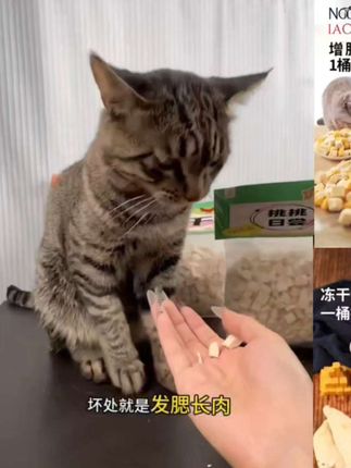 冻干猫零食鸡肉粒鸡胸肉增肥发腮长胖冻干,全桶猫狗通吃#冻干猫零食鸡肉粒 #猫咪零食