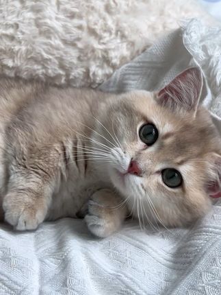 猫咪主食罐头,推荐钱饱饱家的鸭肉肉丝主食罐 #猫咪主食罐头#增肥发腮美毛 #科学养宠 #养猫新手 #鸭肉清火