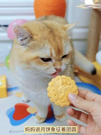 月饼象征着团圆,中秋节毛孩子也要一起吃月饼啊#宠物月饼 #中秋团圆 #小毛豆 #小毛豆官方旗舰店 #中秋节