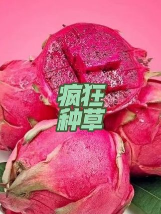 红心火龙果新鲜可口多汁美味果园直发#红心火龙果 #火龙果 #水果 #好货推荐 #种草
