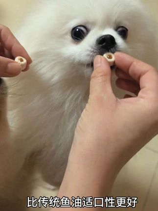 不爱吃鱼油的毛孩子都去买绝魅鱼油小金珠,搭配冻干伴侣没有哪个毛孩子能拒绝,而且欧米伽3高达98%,遇水即化,和铁蛋一起养出好毛发赶快吃起来#每日分享 #鱼油#萌宠好物