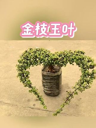 也可以用铝丝盘缠出更多形状#原创作品 #万物皆可盘 #因为热爱所以坚持 #梅子园艺