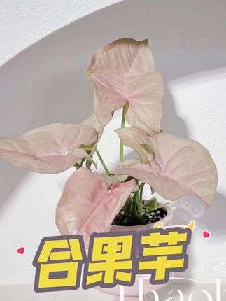 #创作者中心 #创作灵感 粉色合果芋耐热好养绿植物进口网红盆栽攀爬叶片.#合果芋 #绿植盆栽 #花卉绿植