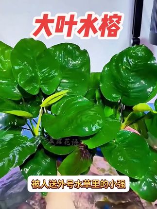 大叶巴榕yyds!懒人养鱼造景就靠它稳场#水草 #鱼缸造景懒人必备 #新手水草推荐 #鱼缸生态好物