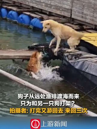 9月27日(受访),福建,#狗子渡海而来只为和另一只狗打架?拍摄者: 打完又游回去,来回三次(来源:@猫不吃鱼 )#渔排 #狗的迷惑行为 #狗子成精了