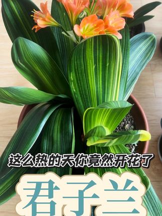 花花什么时候开它心里有数#君子兰 #君子兰开花 #爱生活爱养花 #好看的花一定要分享給你 #爱生活爱养花🌸
