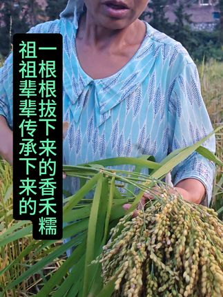香禾糯,老祖宗留下来的老品种,需要一根根拔,自然晾晒,六七分熟做扁米,成熟了就是香禾糯,侗乡舌尖记忆!生态培育,煮饭喷香,口感软糯香浓,藏着侗家烟火气与传统味!#新农人计划 #一份耕耘一份收获 #粒粒皆辛苦 #我的农村生活 #大丰收