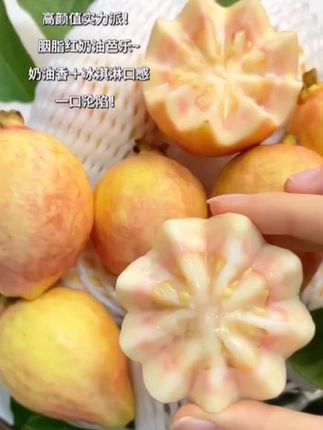 没吃过这款芭乐!胭脂红奶油芭乐,冰淇淋口感+奶油香,尝过就回不去了!#胭脂红番石榴 #芭乐 #软糯香甜#口感特别好#新鲜应季水果@好物分享🔥 @抖上热门