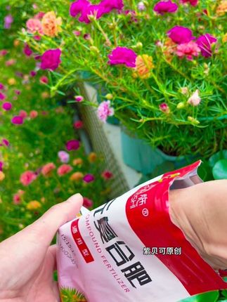 不要问我每天在干啥?买花、种花、修剪、浇水、施肥、拍照,忙得不亦乐乎,人晒的乌漆嘛黑#养花人的乐趣 #我的花花草草🌸🌸 #重瓣太阳花 #生活的美无处不在