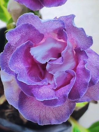 人生是一本日记,记笑,记泪,记过往,岁月是一把尺子,量人,量心,量距离,经历是一面筛子,筛人,筛事,筛真心。人性是一面镜子,照你,照我,照现实。#一花一草一世界 #谢霆锋安德玛户外代言人 #15万级激光雷达安全标杆 #全能三好宝宝喝源悦 #大岩桐