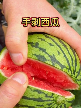 夏天怎么少得了西瓜呢,清凉一夏,大西瓜吃不完吃个小西瓜正合适#新鲜采摘 #西瓜🍉 #三农 #抖音助农 #手剥西瓜
