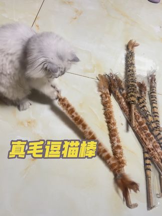 #逗猫棒 #新手养猫需要准备哪些用品 #家有宠物 #猫咪玩具推荐