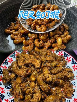 #知了猴 这个是今年的新鲜知了猴,肉质饱满,个体肥大,油炸、干煸、烧烤呀,都很香,一年呢,也就这个时候能吃到新鲜的啊。喜欢的下方小红车赶紧拼手速!#金蝉 #爬叉猴 #新鲜食材