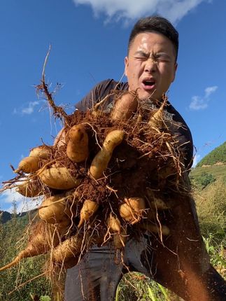 #雪莲果 #优质农产品