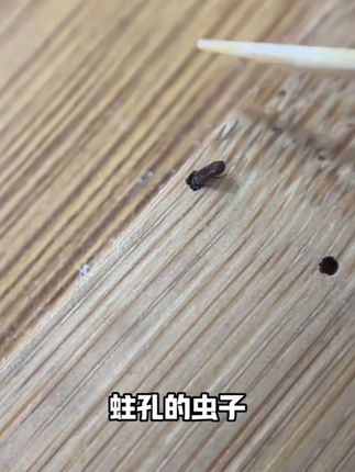 蛀虫杀虫剂药木头杀实木家具蛀木虫药木地板木材粉蠹虫木质除虫蛀#蛀虫杀虫剂#自用好物分享