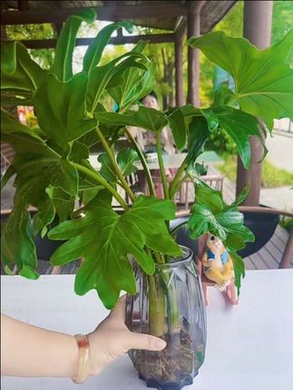 听我的!但凡你家里的桌子有一丁点的空闲,都一定要种上它。它就是被誉为小天使的春雨,一种造型特别美的观叶植物。无论放在大厅还是书房,都能让家里春意盎然。叶片像天使的翅膀,美观又大气。关键啊,它不需要施肥,也不需要光照,只需泡在水里就能存活。#春羽绿植水培 #室内绿植