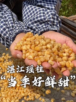 一条视频教你选瑶柱#瑶柱 #湛江美食 #广东美食